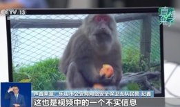 猴子视频,趣味横生的动物世界瞬间